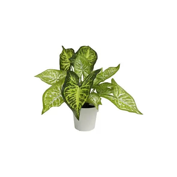 Algreen 12" Caladium