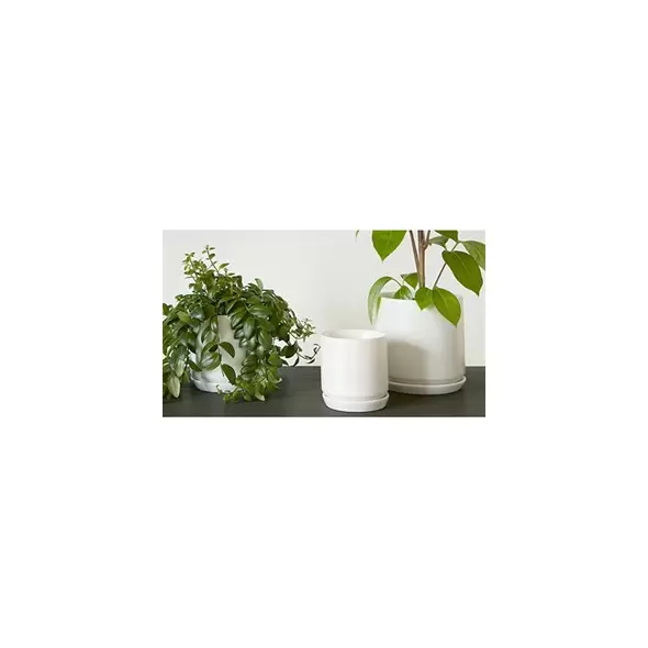 Palm Spring 5"x4.5" Cylinder with As Mwh