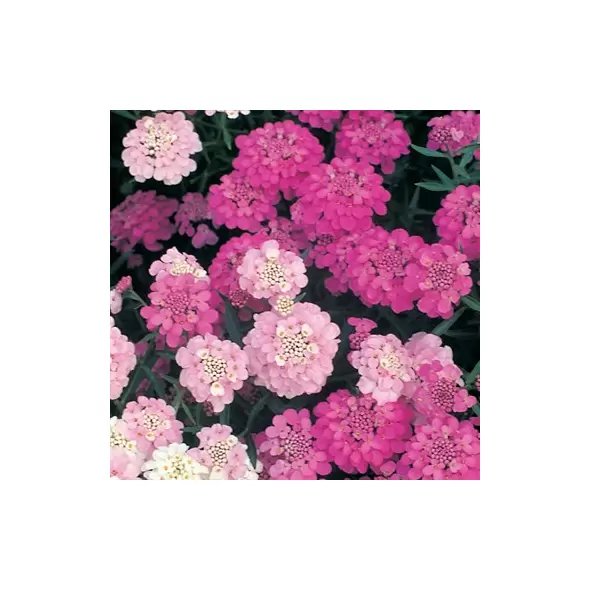 CANDYTUFT, DWARFF FAIRY MIXED 1/2 OZ. EACH