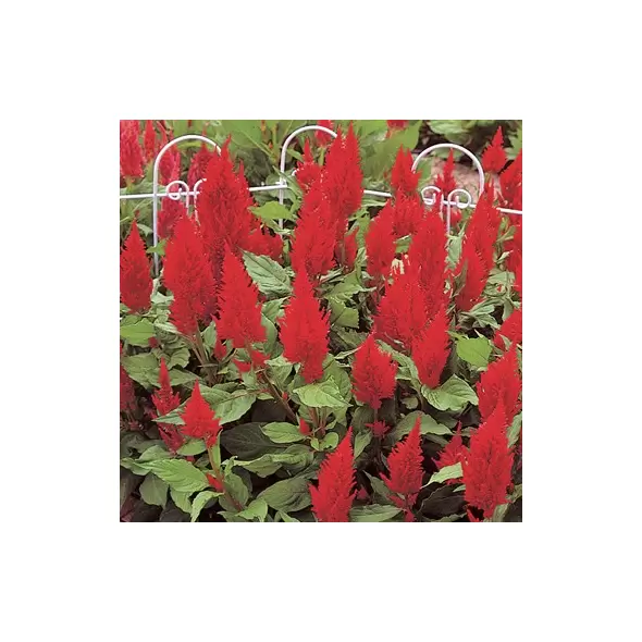 CELOSIA SCARLET CASTLE 500/PKT