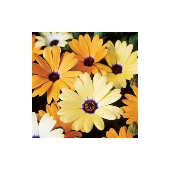 AFRICAN DAISY AURAN. MIX 1/4 EACH