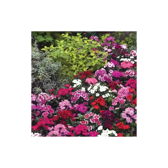 Dianthus Telstar Mix 100/Pkt