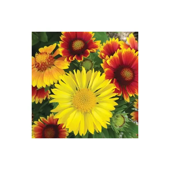 GAILLARDIA, MIXED 1/2 OZ. EACH