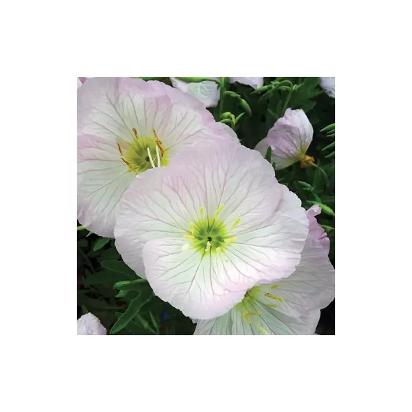 EVENING PRIMROSE - 1/4 OZ EACH