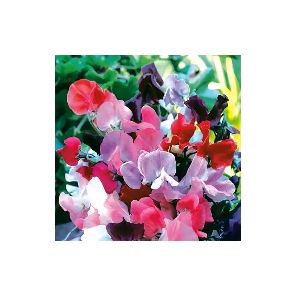 SWEET PEAS, KNEE HIGH MIX OZ