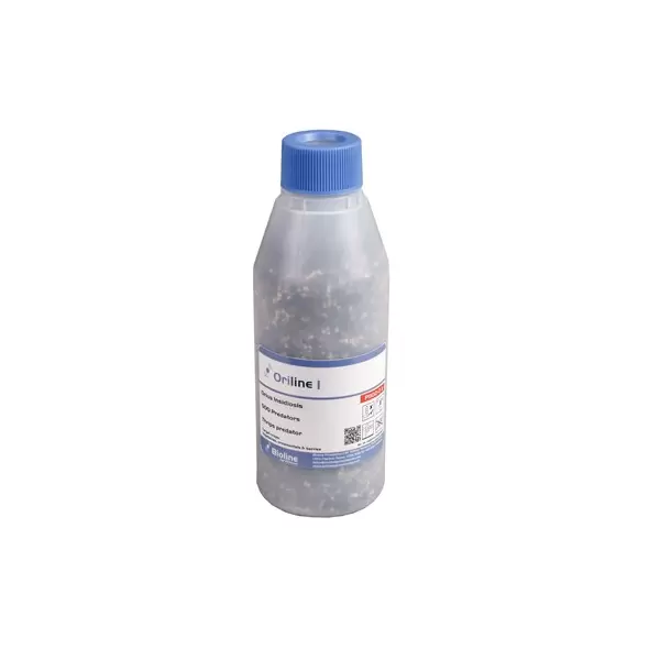 Orius insidiosus 500 nymphs per bottle ( Thrips )