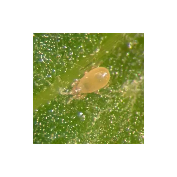 Amblyseius ( Neoseiulus ) cucumeris 100,0, 5 liter bag, bran carrier ( Thrips )