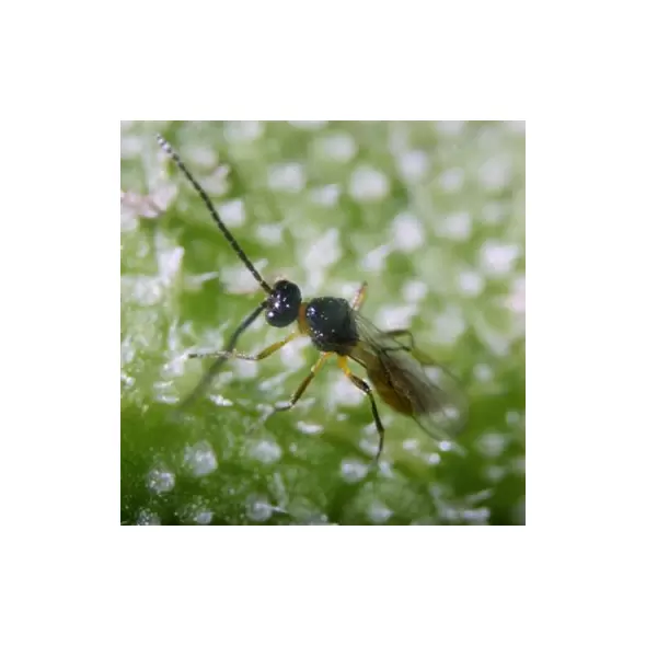 Aphidius colemani + ervi , 500 wasps per bottle ( Aphids )