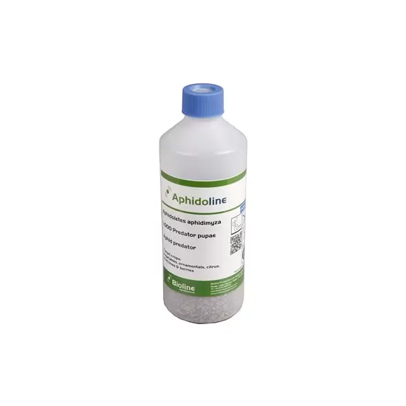 Aphidoletes aphidimyza, 1000 per bottle loose ( Aphids )