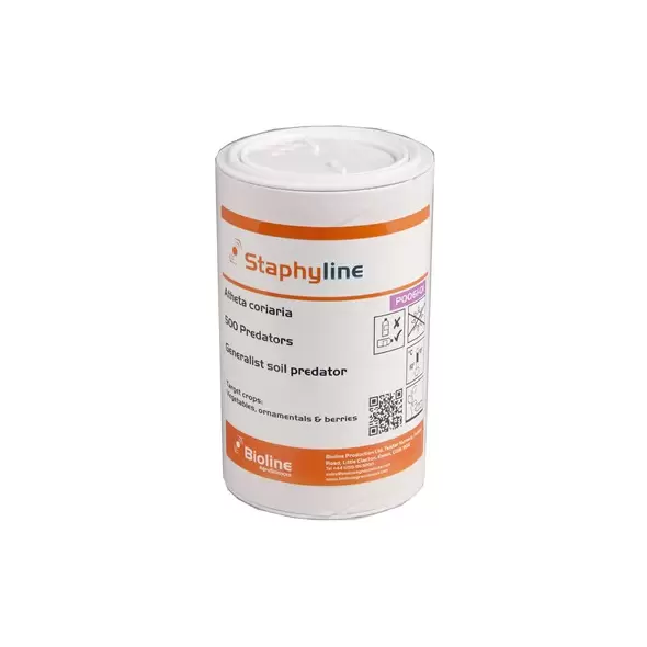 Atheta (Dalotia) coriaria 500 per tube ( Fungus gnat, Shore fly )