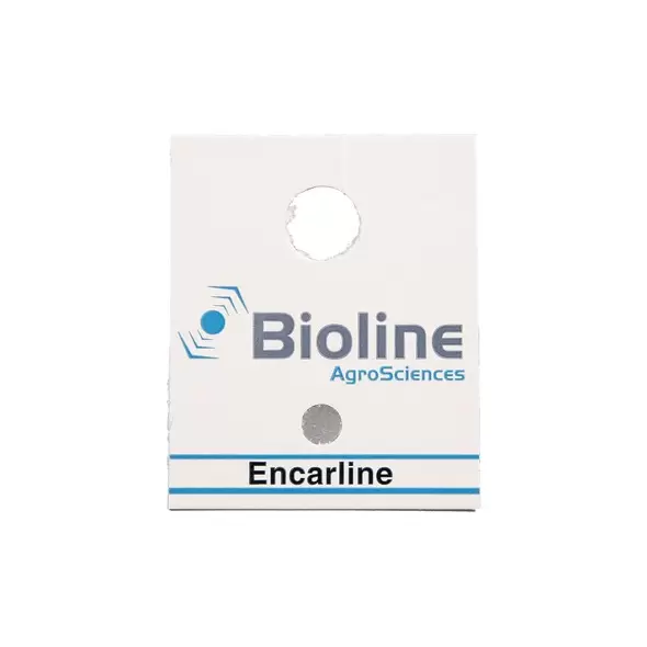 Encarsia formosa, 60 X 100 cards ( Whitefly )
