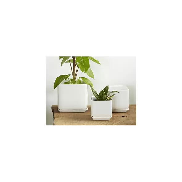 Palm Spring 5.5"x5" Cube with As Mwh