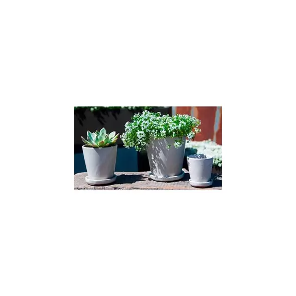 Verandah Lilac Size A Wsp