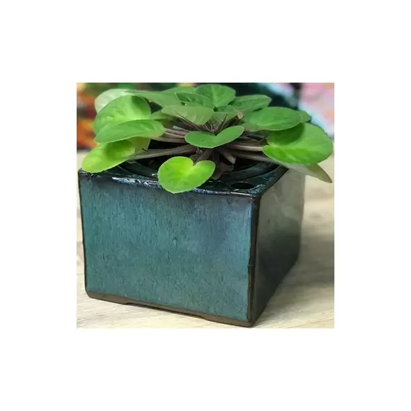 Verandah 5x3.5 Square Self Watering Jade