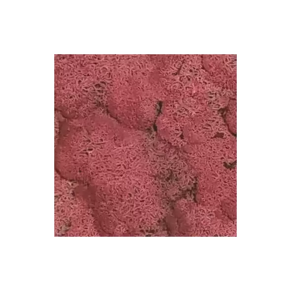 SuperMoss 4oz Reindeer Moss Fushia