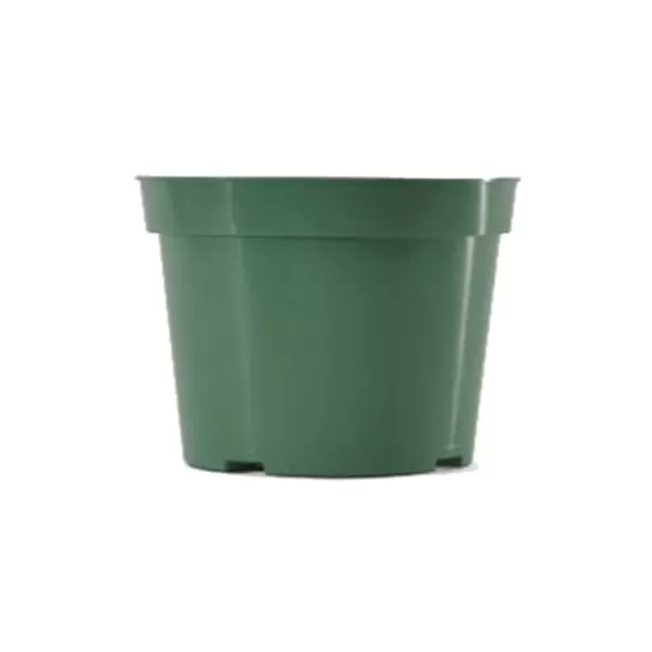 BLD 06.00 AZ GRN 300/CS 48CS/PL 692107