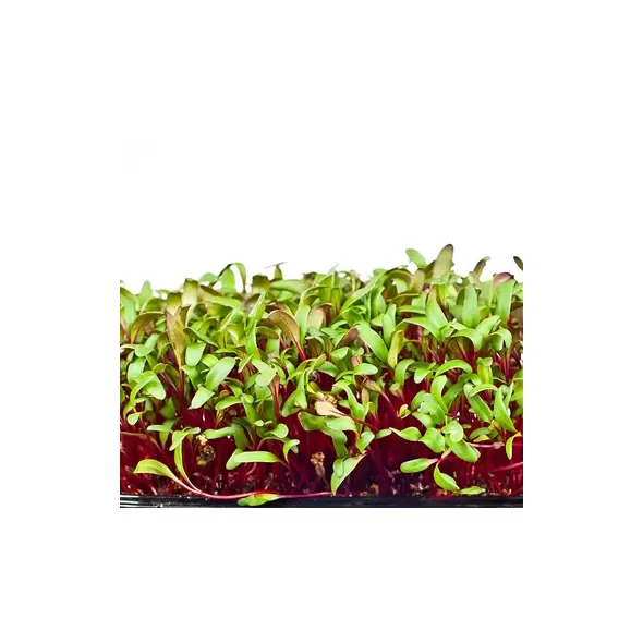 Microgreens, Early Wonder Green Top - 2 Gram