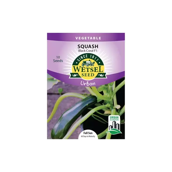 Squash, Black Coral F1 (Patio) - 10 Seeds