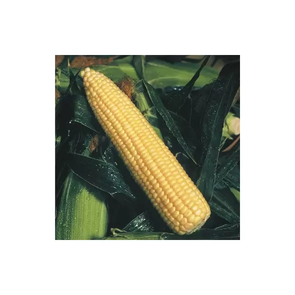 CORN, GOLDEN QUEEN - 1LB EACH