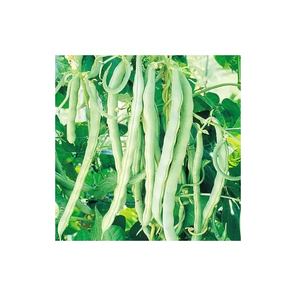 BEANS, BLUE LAKE FM1 POLE 1/2
