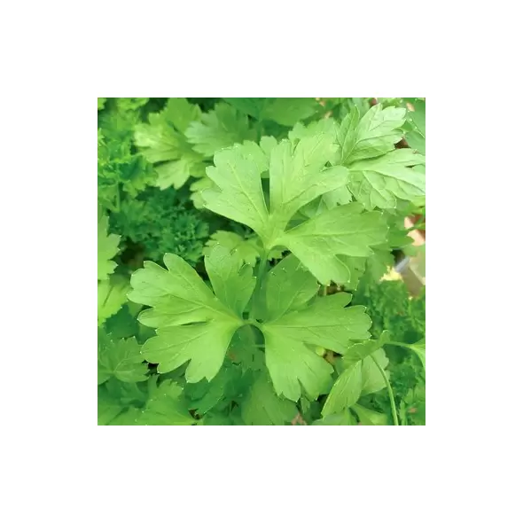 PARSLEY, PLAIN - 1/2 OZ EACH