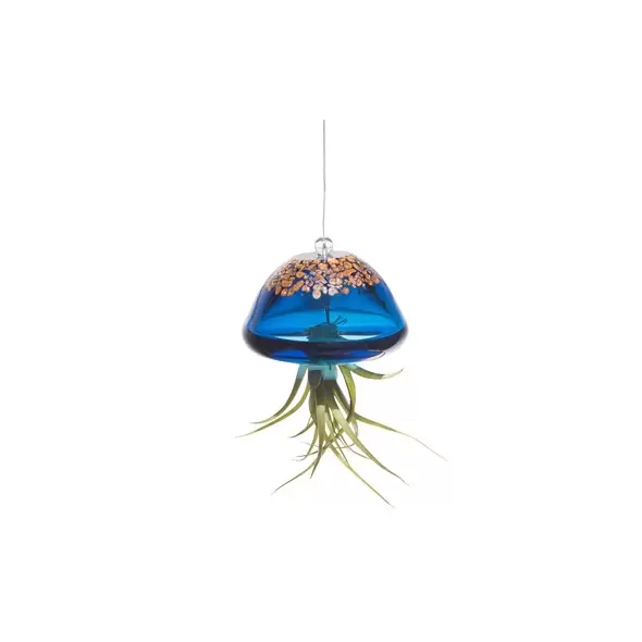 APM Air Plant Jellyfish Lake Blue/Gold