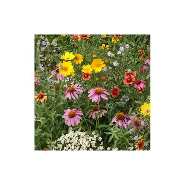 Honey Bee Flower Mix