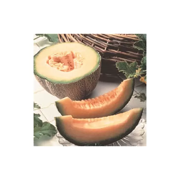 Cantaloupe , Burpee Hyb - 1,000 Sd Ct