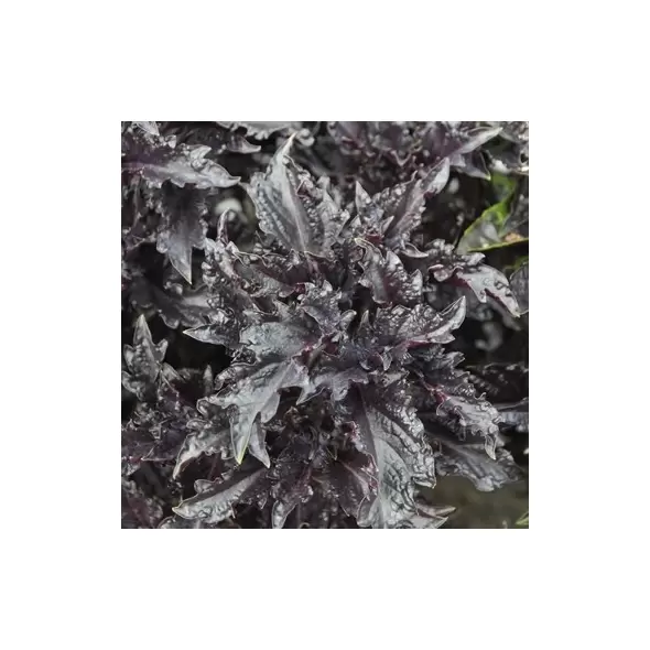 Basil, Purple Ruffles 1/16 oz