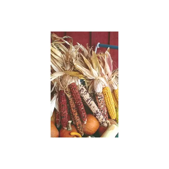 Corn, Ornamental - 50lb