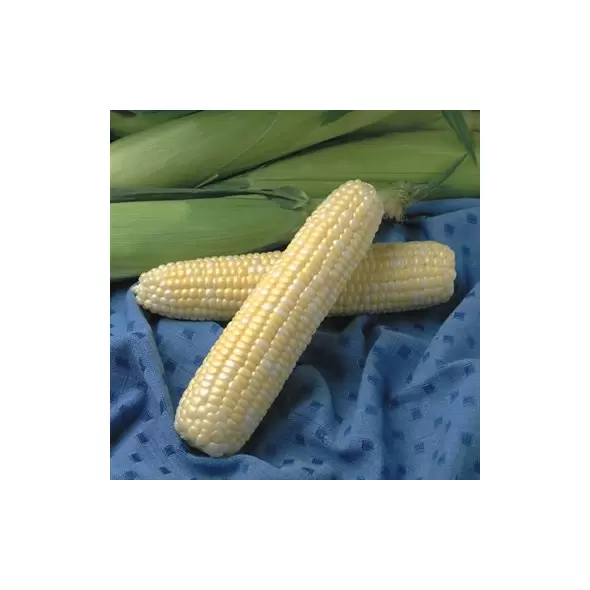 Corn, Jackpot - 1lb
