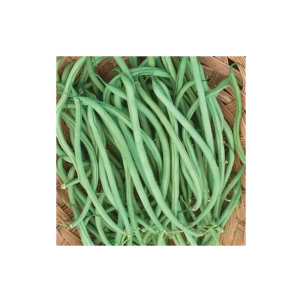 Beans, Slenderette Bush - 50lb