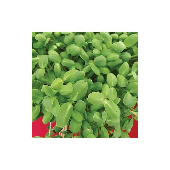 Cress, Upland - 1/2oz