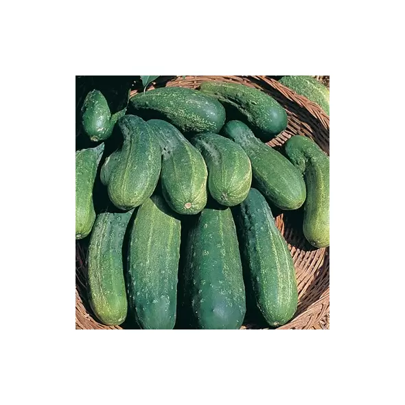 CUCUMBER, BOSTON PICKLING 1 LB EACH
