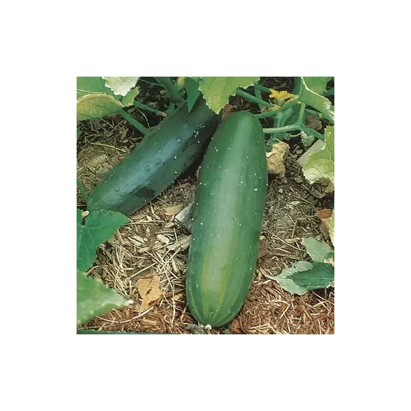CUCUMBER, Spacemaster Bush 1