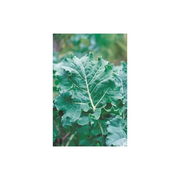 Kale, Premier - 1lb
