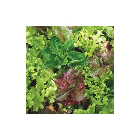 LETTUCE, MESCLUN SALAD MX 1/2