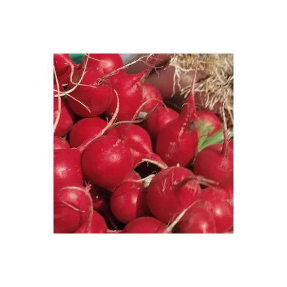 RADISH, CHAMPION 1 LB. EACH