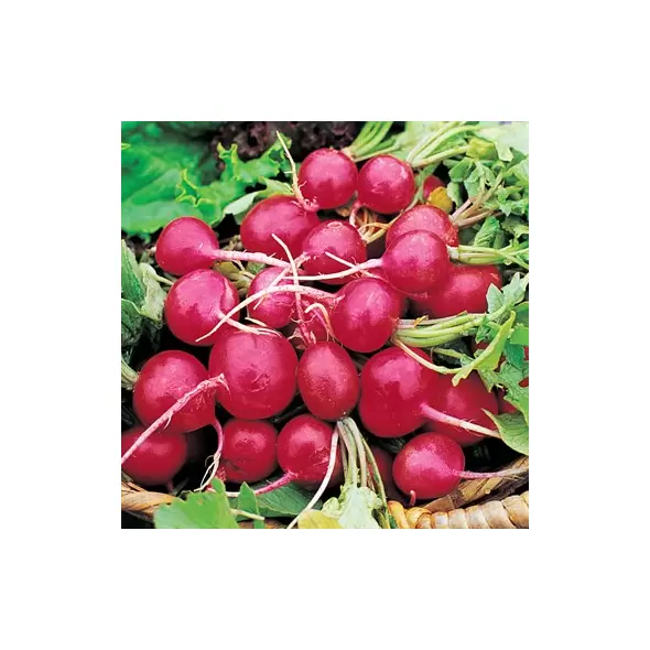 RADISH, EAR SCARLET GLB 1/2 OZ EACH