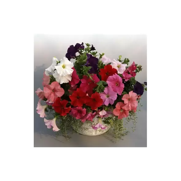 PETUNIA, SUPERCASCADE MIXTURE 1000/PKT
