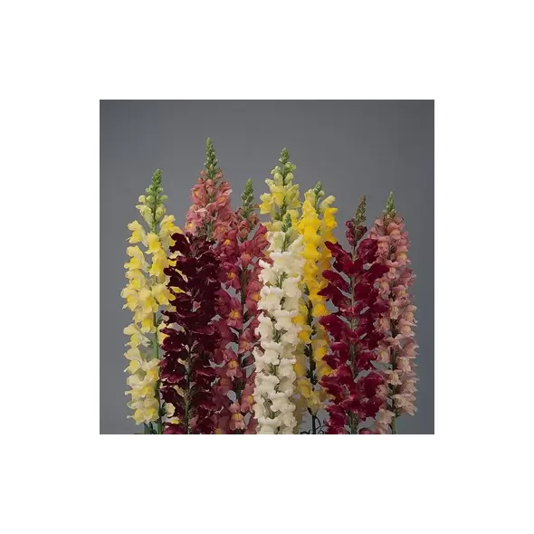 SNAPDRAGON, ROCKET MIX 1000/PKT