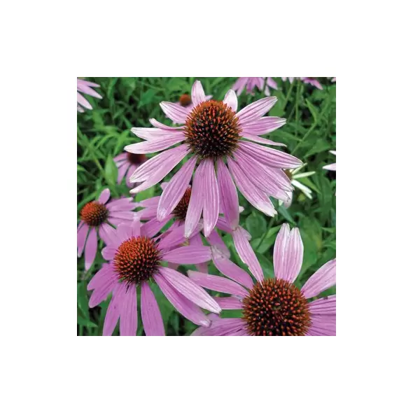 CONEFLOWER, PURPLE - 1/2 OZ EACH