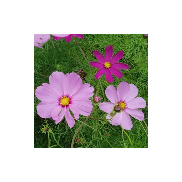 COSMOS, EARLY SENSATION 1/2 OZ EACH