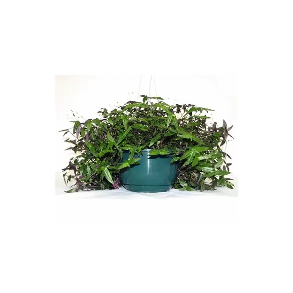 BLD 08.00 HANGING BASKET WITH SAUCER WITH 19" FLEX HANGER GREEN 50 PER CASE 44 CASES PER PALLET