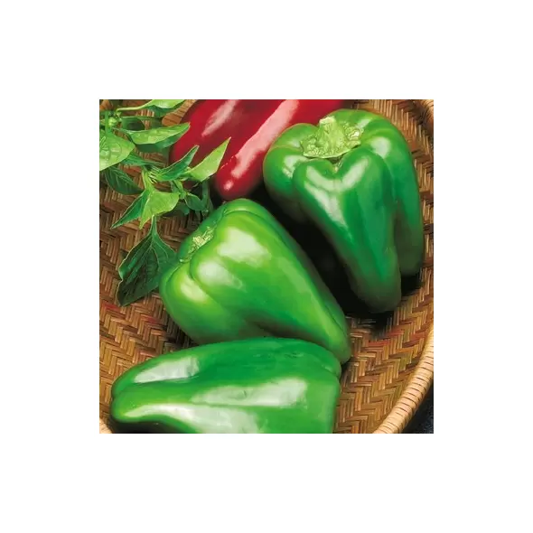 Peppers, Big Bertha Hybrid 1,000 Seed