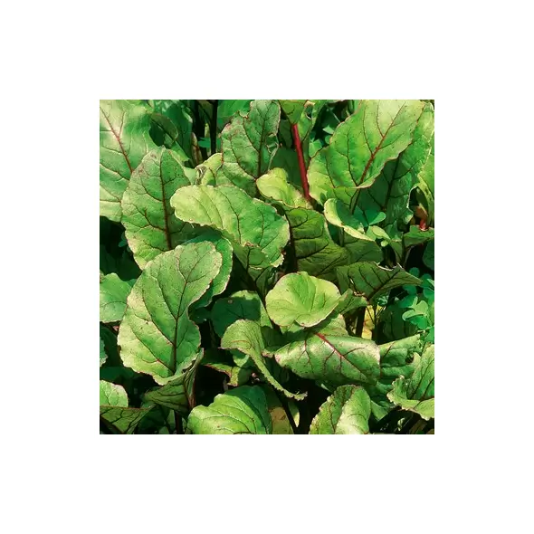 Beets, Early Wonder Green Top - 1/2lb