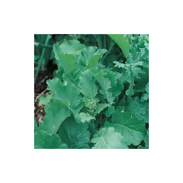 Broccoli, Raab Spring - 1/2oz
