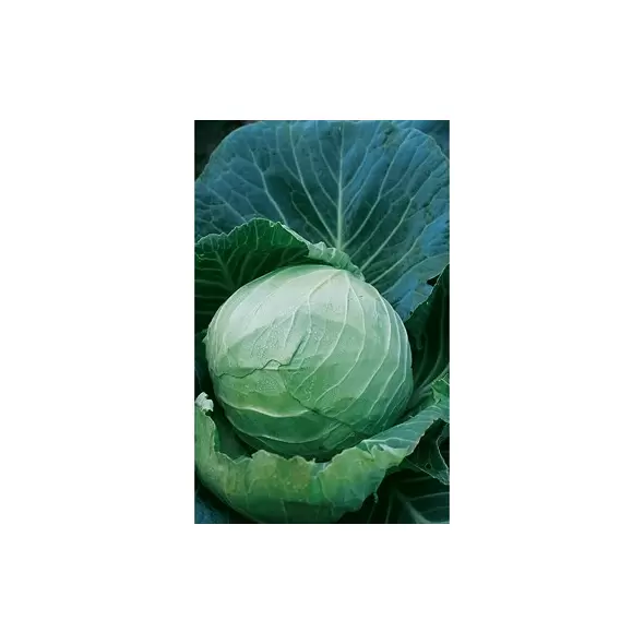 CABBAGE, DANISH BALHEAD 1/2 OZ EACH