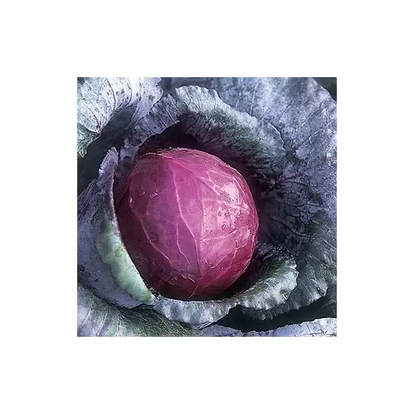 CABBAGE, RED ACRE 1/2 OZ EACH