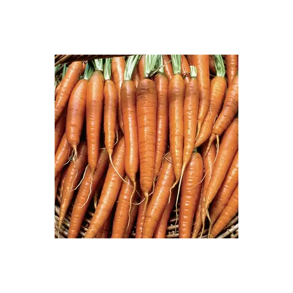 Carrot, Tendersweet - 1/2oz